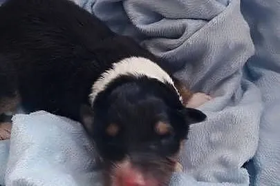 Owczarek szkocki collie długowłosy suczki tricolor, Mazowieckie, Garwolin