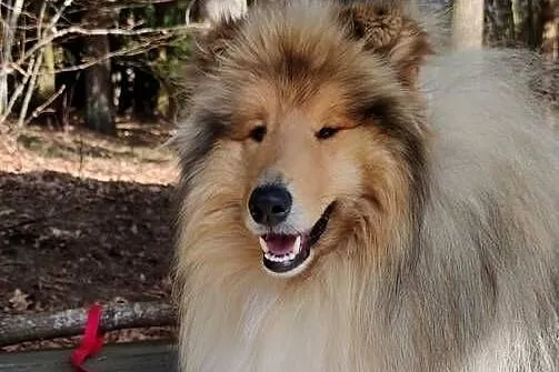 Owczarek szkocki collie długowłosy suczki tricolor, Mazowieckie, Garwolin