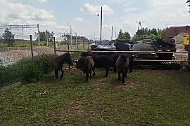 Sprzedam kocyki ogierki młode