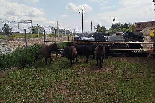 Sprzedam kocyki ogierki młode, Wielkopolskie, Września