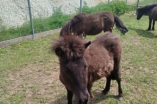 Sprzedam kocyki ogierki młode, Wielkopolskie, Września