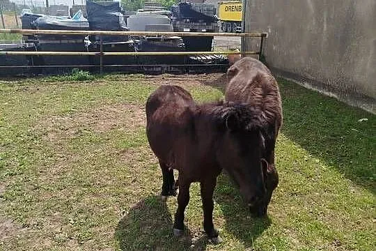 Sprzedam kocyki ogierki młode, Wielkopolskie, Września