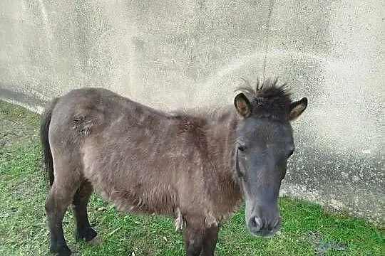 Sprzedam kocyki ogierki młode, Wielkopolskie, Września