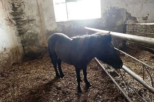 Sprzedam kocyki ogierki młode, Wielkopolskie, Września