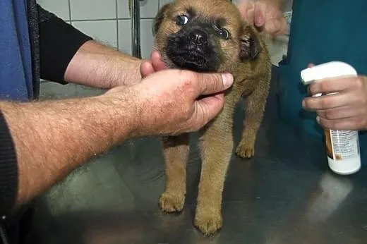 Maleńkie psie dziecko prosi o dom.,  mazowieckie W