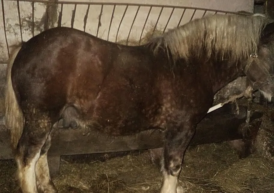 Sprzedam Ogierka