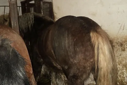 Sprzedam Ogierka