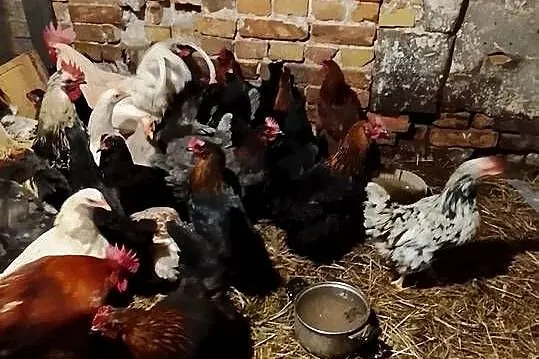 Młode kurki nioski, Lubuskie, Brzeźno