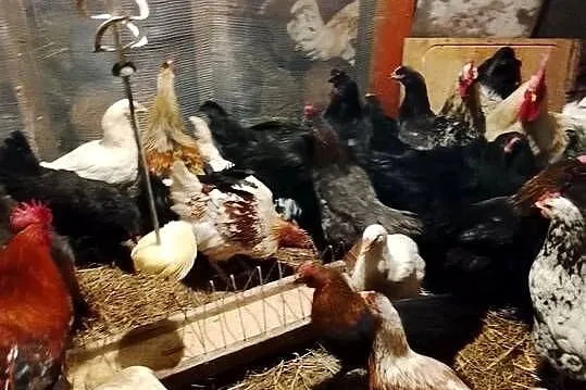 Młode kurki nioski, Lubuskie, Brzeźno