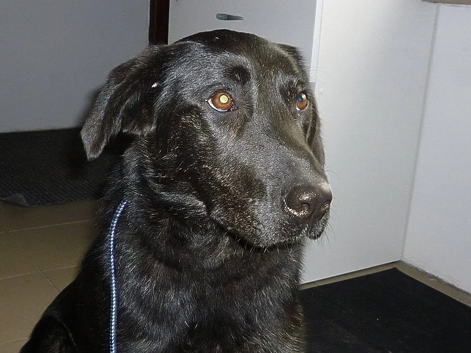 Młoda sunia w typie labradora pilnie szuka domu