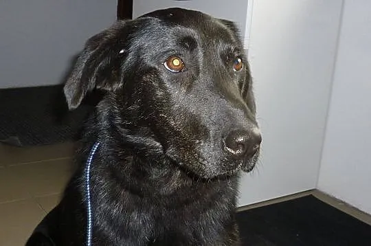 Młoda sunia w typie labradora pilnie szuka domu
