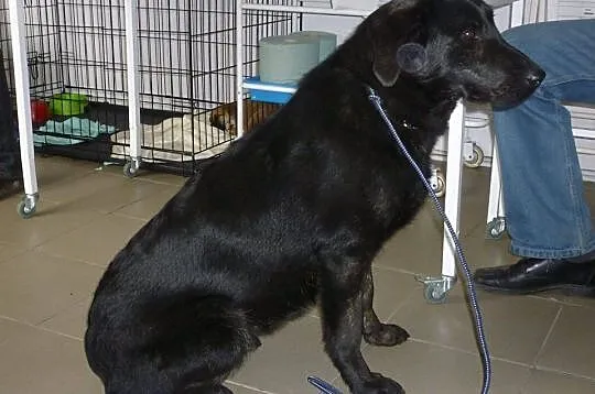 Młoda sunia w typie labradora pilnie szuka domu
