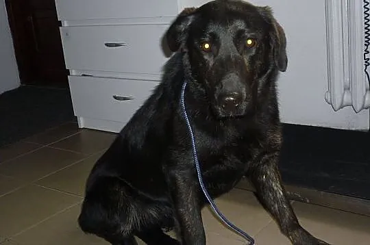 Młoda sunia w typie labradora pilnie szuka domu