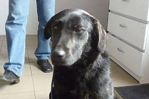 Młoda sunia w typie labradora pilnie szuka domu
