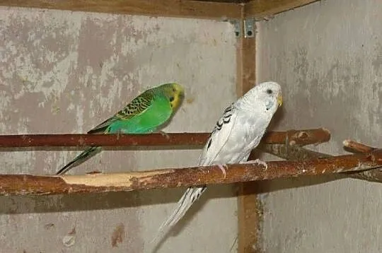 Papużki, papugi faliste – 2 pary lęgowe, Śląskie, Pruchna