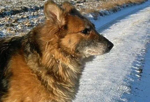 Bieta – idealna sunia do adopcji!, łódz