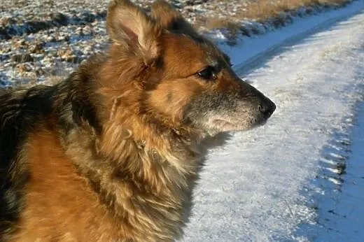 Bieta &#8211; idealna sunia do adopcji!,  łódz