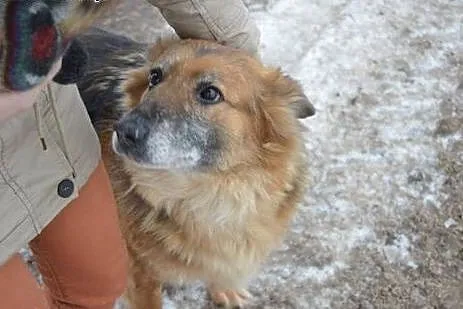 Bieta &#8211; idealna sunia do adopcji!,  łódz