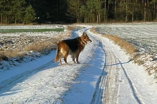 Bieta &#8211; idealna sunia do adopcji!,  łódz