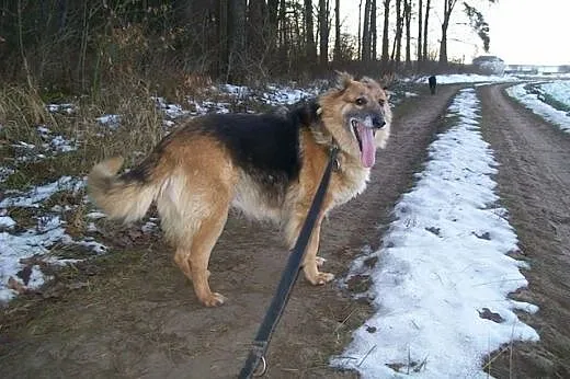 Bieta &#8211; idealna sunia do adopcji!,  łódz