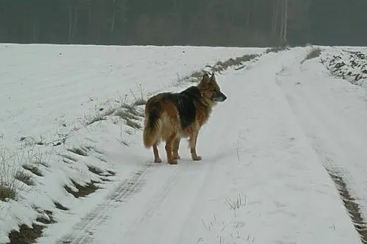 Bieta &#8211; idealna sunia do adopcji!,  łódz