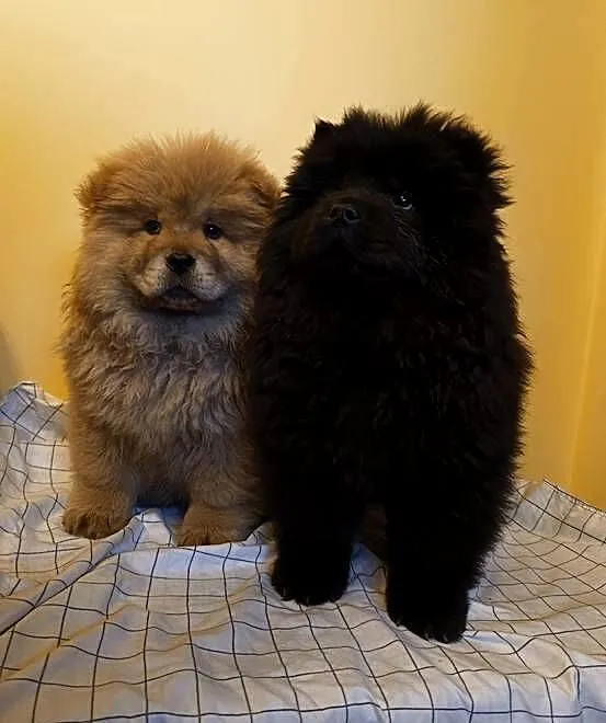 Chow chow szczeniak rodowód wyprawka, Małopolskie, Bochnia