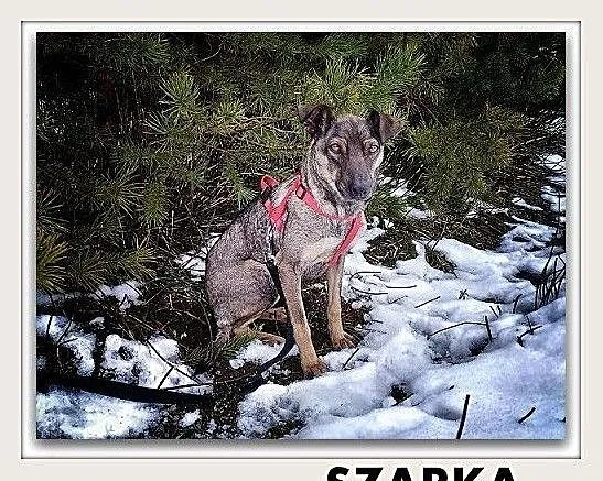 SZARKA,8kg,pinczerek mix,mała,łagodna,delikatna,sterylizowana suczka.ADOPCJA, Mazowieckie, Warszawa