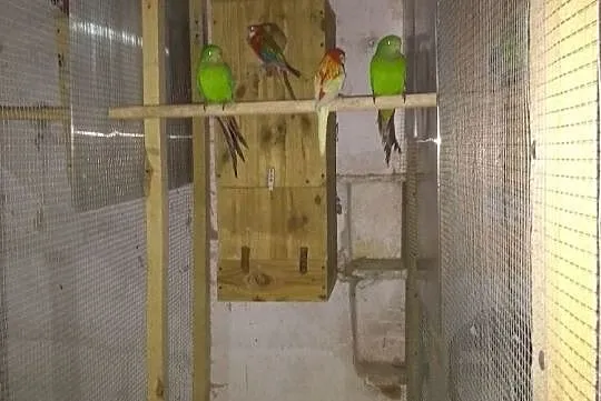 Papugi Barabandy, Kępno