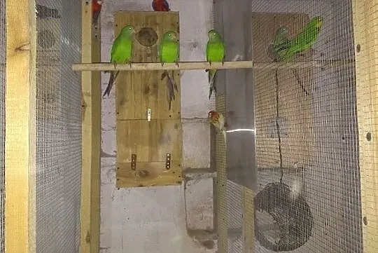 Papugi Barabandy, Kępno
