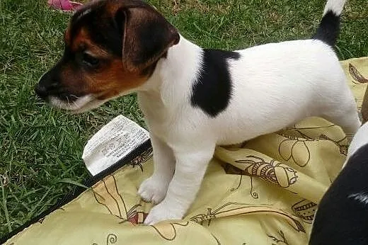 Pieski Jack Russell Terrier,  łódzkie Rawa Mazowie