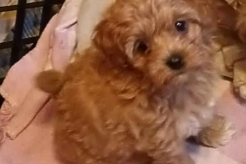 Sprzedam pieska-suczkę rasy maltipoo zaczipowana, zaszczepiona