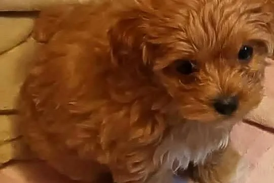 Sprzedam pieska-suczkę rasy maltipoo zaczipowana, zaszczepiona, Małopolskie, Andrychów