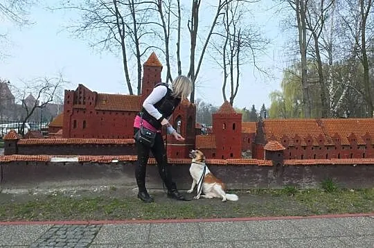 Gwiazdka, młoda, uczona komend, grzeczna i bezkonf