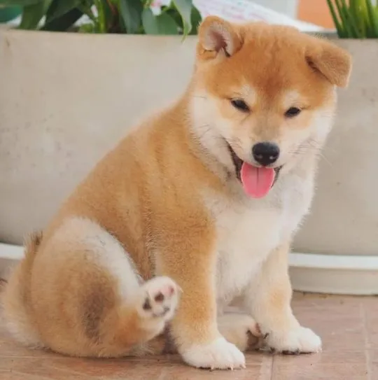 Japoński Shiba Inu  Japoński Shiba Inu Japoński Shiba Inu Whatsapp +37065391730, , Longinówka