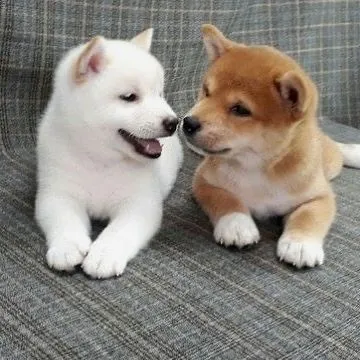 Japoński Shiba Inu  Japoński Shiba Inu Japoński Shiba Inu Whatsapp +37065391730, , Longinówka