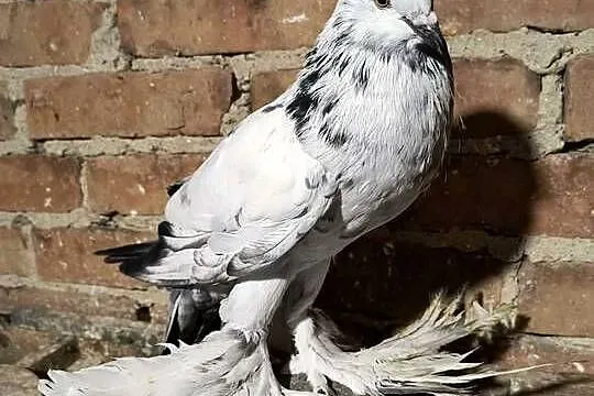 Garlacze pomorskie