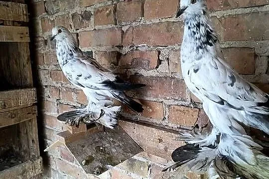 Garlacze pomorskie, Wielkopolskie, Lubiechowo