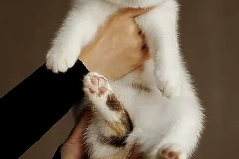 British Shorthair • Kotka Chocolate Tortie Harlequin