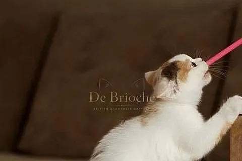 British Shorthair • Kotka Chocolate Tortie Harlequin, Mazowieckie, Ożarów
