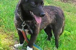 Ludwiszek to mały dorosły psiak do adopcji .,  łódzkie Skierniewice