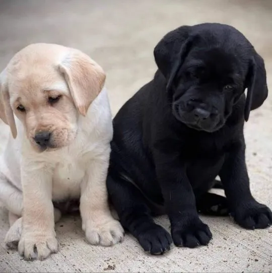 Czystej krwi szczenięta rasy labrador – dostępne od zaraz