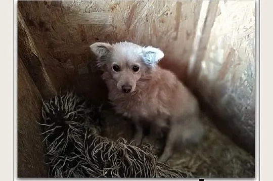 ZŁOCIA,5kg,przerażona suczka do doświadczonego domu.ADOPCJA