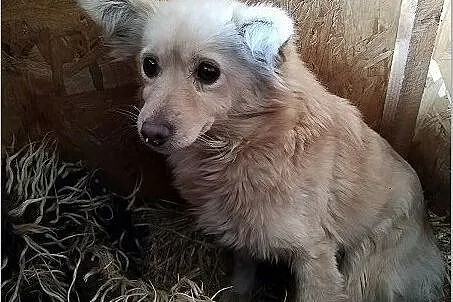 ZŁOCIA,5kg,przerażona suczka do doświadczonego domu.ADOPCJA, Mazowieckie, Warszawa