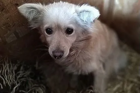 ZŁOCIA,5kg,przerażona suczka do doświadczonego domu.ADOPCJA, Mazowieckie, Warszawa