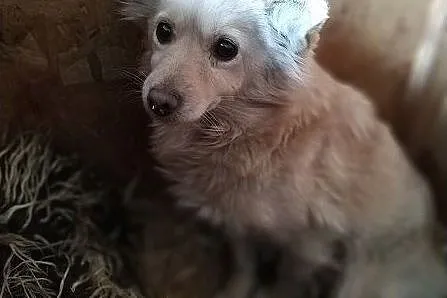 ZŁOCIA,5kg,przerażona suczka do doświadczonego domu.ADOPCJA, Mazowieckie, Warszawa