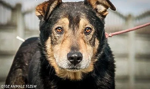 OTOZ Animals - Hamer - duży, masywny psiak o smutn