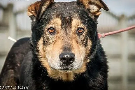 OTOZ Animals - Hamer - duży, masywny psiak o smutn