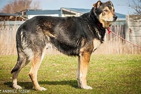 OTOZ Animals - Hamer - duży, masywny psiak o smutn