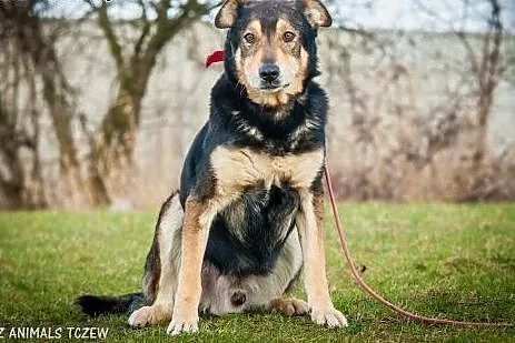 OTOZ Animals - Hamer - duży, masywny psiak o smutn