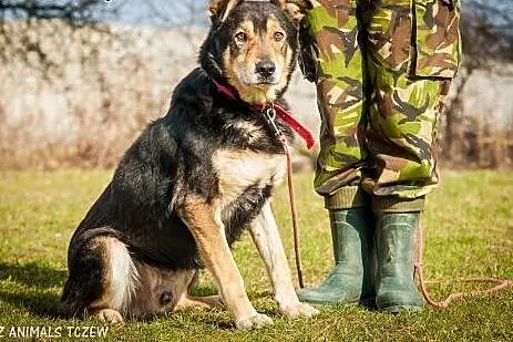 OTOZ Animals - Hamer - duży, masywny psiak o smutn